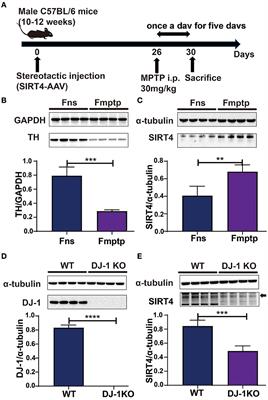 Corrigendum: Proteomic profiling reveals the potential mechanisms and regulatory targets of sirtuin 4 in 1-methyl-4-phenyl-1,2,3,6-tetrahydropyridine-induced Parkinson's mouse model